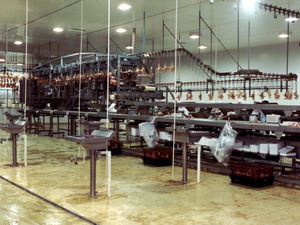 Poultry Industry Conveyors
